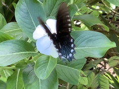 Battus philenor acauda