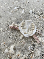 Persephona aquilonaris