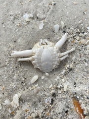 Persephona aquilonaris