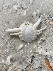 Persephona aquilonaris