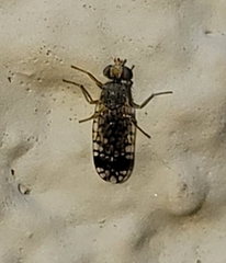 Euarestoides acutangulus