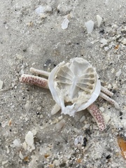 Persephona aquilonaris