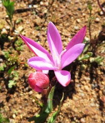 Hesperantha pauciflora