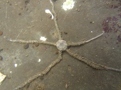Amphiodia occidentalis