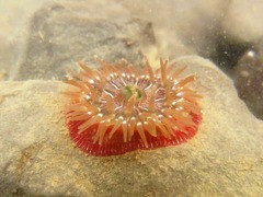 Epiactis prolifera