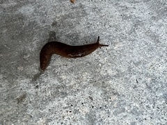 Ambigolimax valentianus
