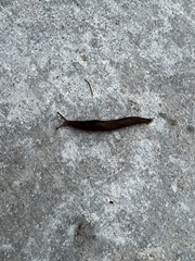 Ambigolimax valentianus