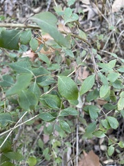Lonicera subspicata