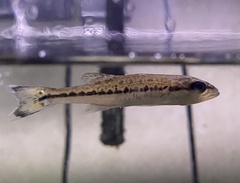 Micropterus henshalli