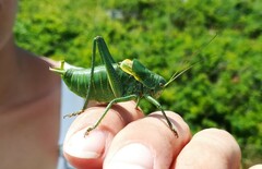 Polysarcus denticauda