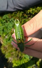 Polysarcus denticauda