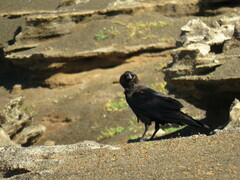 Corvus ruficollis