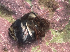 Pagurus granosimanus