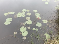 Nymphaea odorata