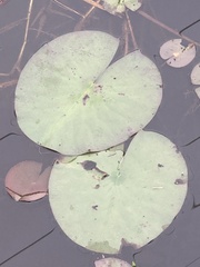Nymphaea odorata