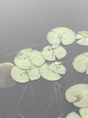 Nymphaea odorata