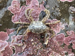 Lophopanopeus bellus