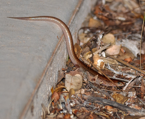 Northern Bar-lipped Skink, Eremiascincus isolepis