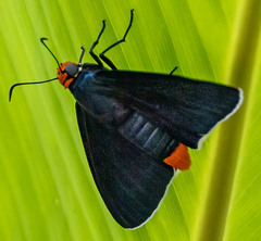 Pyrrhopyge zenodorus