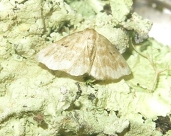 Eublemmistis chlorozonea