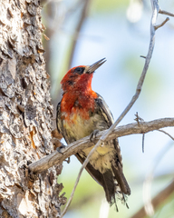 Sphyrapicus ruber × nuchalis