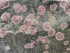 Lithothamnion