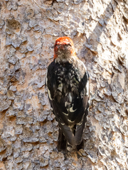 Sphyrapicus ruber × nuchalis