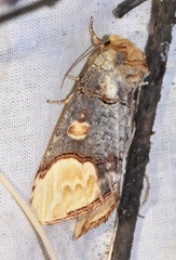 Phalera bucephaloides