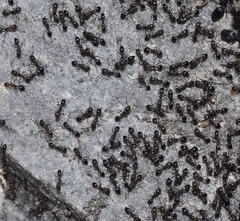 Monomorium salomonis