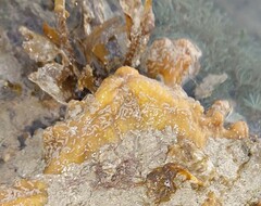 Polydorella