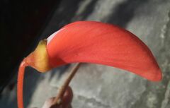 Erythrina verna