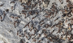 Monomorium salomonis