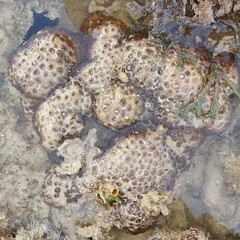 Palythoa tuberculosa