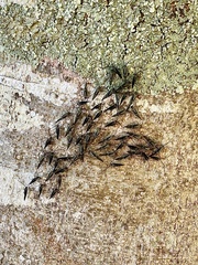 Cerastipsocus