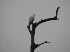 Pseudastur albicollis