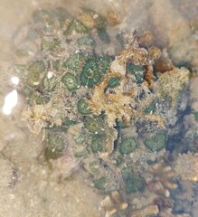 Palythoa mutuki