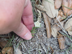 Chamaesaracha coniodes