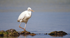 Ardea herodias occidentalis
