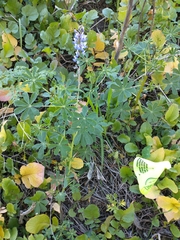 Lupinus latifolius