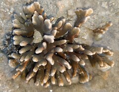 Montipora digitata