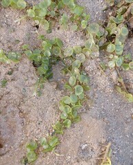 Caulerpa chemnitzia