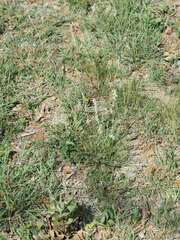Bouteloua rigidiseta