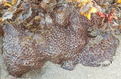 Palythoa tuberculosa