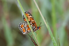 Chlosyne definita