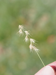 Bouteloua rigidiseta