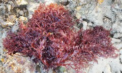 Halymenia