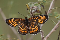 Chlosyne definita