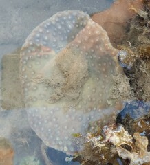 Duncanopsammia peltata