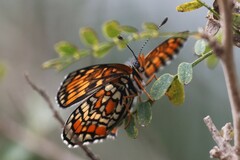 Chlosyne definita