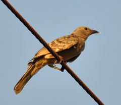 Chlamydera nuchalis